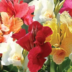 Menu Ultimate Garden Collection -US Garden Plants Sales 2024 73102 mixed tall canna value bag 1