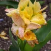 Menu Picasso Dwarf Canna -US Garden Plants Sales 2024 73108 2 1