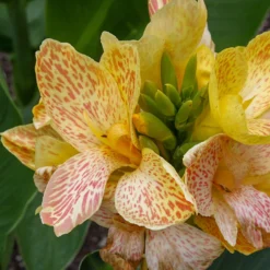 Menu Deer Resistant Container Garden Collection 13 Menu Deer Resistant Container Garden Collection -US Garden Plants Sales 2024 73108 4