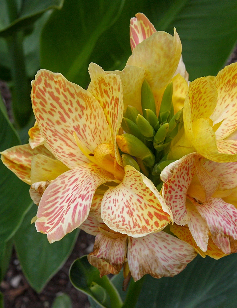 Menu Dwarf Canna Collection 5 Menu Dwarf Canna Collection - Image 3