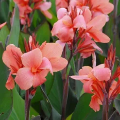 Menu Pink Canna Collection -US Garden Plants Sales 2024 73109 city of portland canna 1