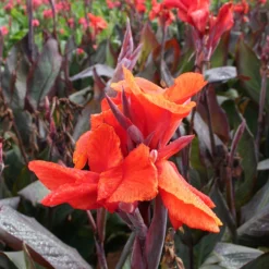 Menu Red Hot Canna Collection -US Garden Plants Sales 2024 73110 2 1