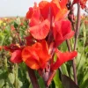 Menu Red King Humbert Canna -US Garden Plants Sales 2024 73110 red king humbert canna
