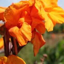 Menu Tropical Dream Garden Collection 22 Menu Tropical Dream Garden Collection -US Garden Plants Sales 2024 73112 wyoming canna 2 1