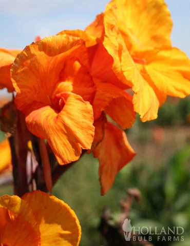 Menu Tropical Dream Garden Collection 10 Menu Tropical Dream Garden Collection - Image 8