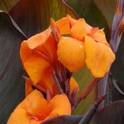 Menu Tropical Dream Garden Collection 25 Menu Tropical Dream Garden Collection -US Garden Plants Sales 2024 73112 wyoming canna 5 1