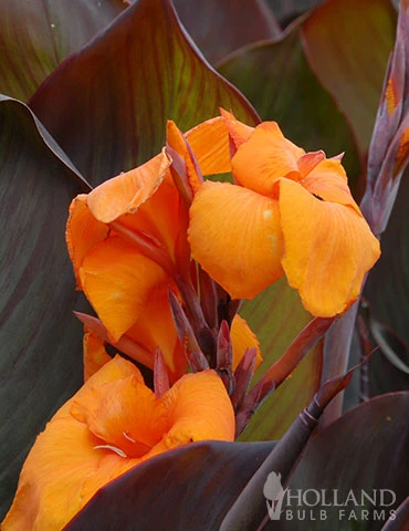 Menu Crazy For Cannas Collection 15 Menu Crazy For Cannas Collection - Image 13