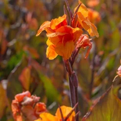 Menu Crazy For Cannas Collection 26 Menu Crazy For Cannas Collection -US Garden Plants Sales 2024 73112 wyoming canna 7