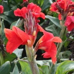 Menu Red Hot Canna Collection -US Garden Plants Sales 2024 73113 2 1
