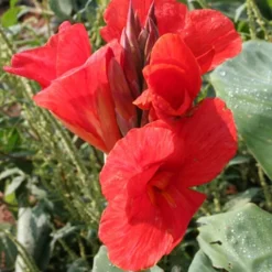 Menu Tall Canna Collection -US Garden Plants Sales 2024 73113 the president canna 3