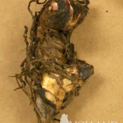 Menu Dwarf Canna Collection 18 Menu Dwarf Canna Collection -US Garden Plants Sales 2024 73114 los angeles canna 2 2