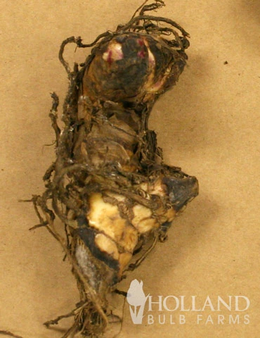 Menu Dwarf Canna Collection 8 Menu Dwarf Canna Collection - Image 6