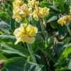 Menu Pfitzer's Primrose Yellow Dwarf Canna 1 Menu Pfitzer's Primrose Yellow Dwarf Canna -US Garden Plants Sales 2024 73115 2