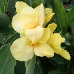 Menu Soft & Sweet Canna Collection -US Garden Plants Sales 2024 73115 4