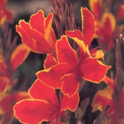 Menu Bridget's Sultry Sun Plant Trio 13 Menu Bridget's Sultry Sun Plant Trio -US Garden Plants Sales 2024 73116 rosemond cole canna 1