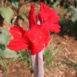 Menu Tall Canna Collection -US Garden Plants Sales 2024 73119 2 2