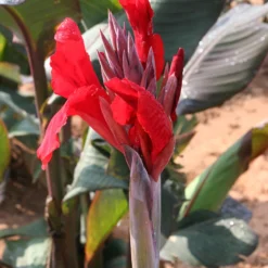 Menu Red Hot Canna Collection -US Garden Plants Sales 2024 73119 3 1