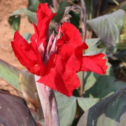 Menu Tall Canna Collection -US Garden Plants Sales 2024 73119 4