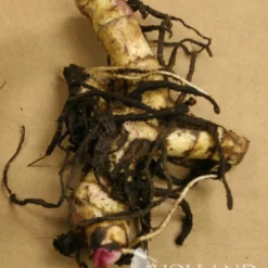 Menu Red Hot Canna Collection -US Garden Plants Sales 2024 73119 black knight tall canna 1