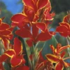 Menu Lucifer Dwarf Canna -US Garden Plants Sales 2024 73121 lucifer dwarf canna