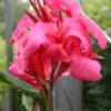 Menu Shell Pink Dwarf Canna 2 Menu Shell Pink Dwarf Canna -US Garden Plants Sales 2024 73122