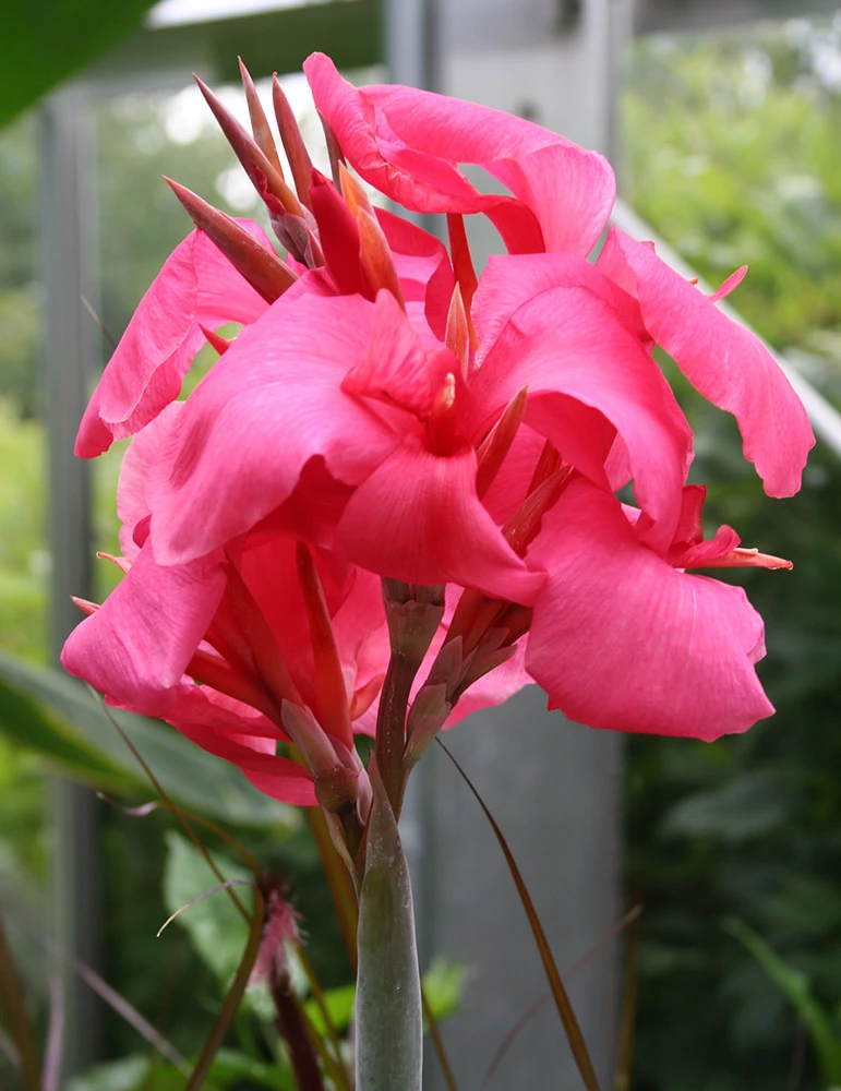 Menu Shell Pink Dwarf Canna 3 Menu Shell Pink Dwarf Canna