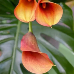 Menu Juicy Fruit Calla Collection 14 Menu Juicy Fruit Calla Collection -US Garden Plants Sales 2024 73123 2