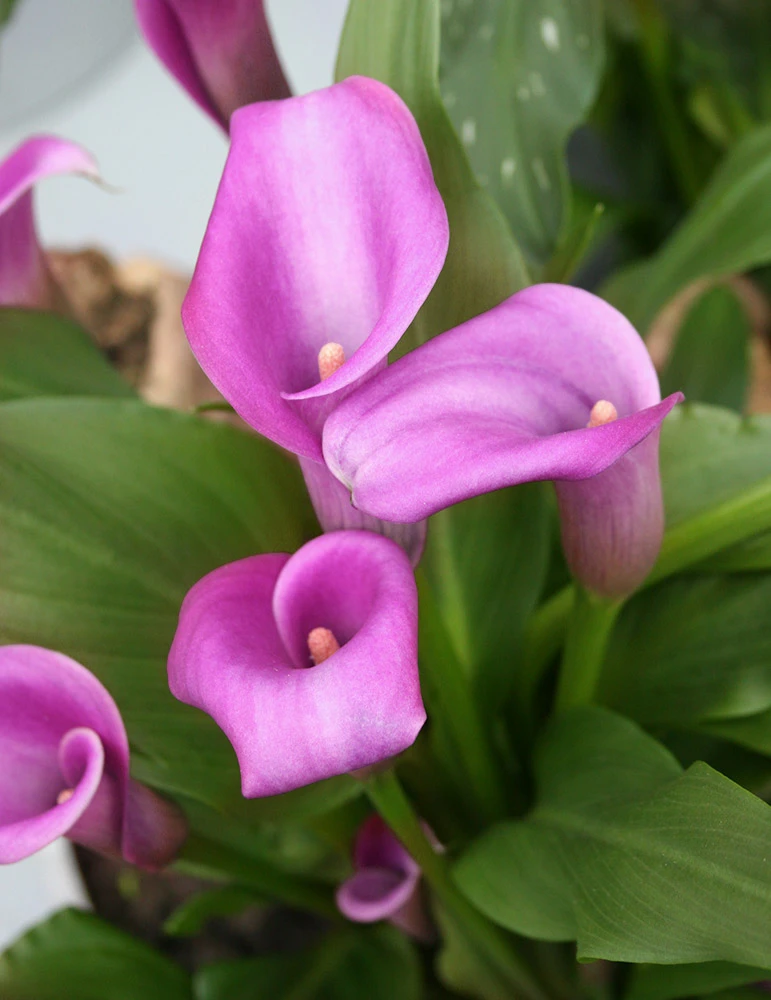 Menu Juicy Fruit Calla Collection 9 Menu Juicy Fruit Calla Collection - Image 7