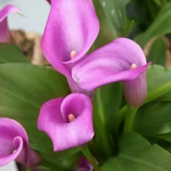 Menu Lavender Gem Calla Lilies -US Garden Plants Sales 2024 73124 1 5