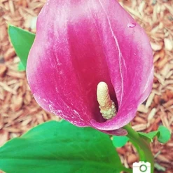 Menu Radiant Orchid Collection W/ Garden Plan -US Garden Plants Sales 2024 73124 2018 07 18 lavender gem calla lily sara 2 2