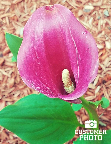 Menu Crystal Clear Calla Lily Collection 5 Menu Crystal Clear Calla Lily Collection - Image 3