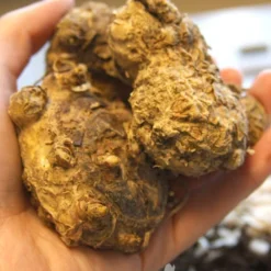 Menu Juicy Fruit Calla Collection 17 Menu Juicy Fruit Calla Collection -US Garden Plants Sales 2024 73124 lavender gem calla lilies 2 1