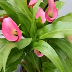 Menu Crystal Clear Calla Lily Collection 19 Menu Crystal Clear Calla Lily Collection -US Garden Plants Sales 2024 73130 2 2