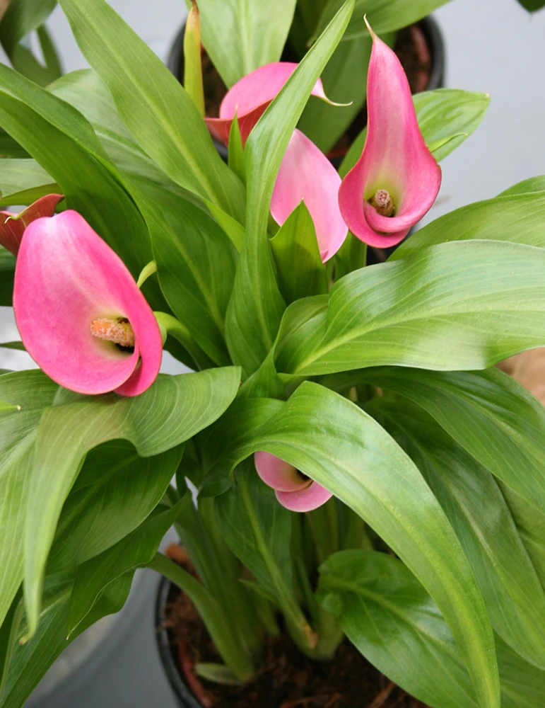 Menu Garnet Glow Calla Lilies 4 Menu Garnet Glow Calla Lilies - Image 2