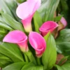 Menu Garnet Glow Calla Lilies -US Garden Plants Sales 2024 73130 4