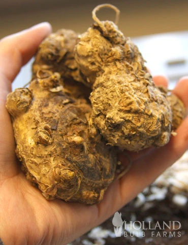 Menu Bridget's Purple Passion Trio 6 Menu Bridget's Purple Passion Trio - Image 4