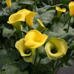 Menu Juicy Fruit Calla Collection 20 Menu Juicy Fruit Calla Collection -US Garden Plants Sales 2024 73134 1 1