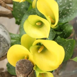 Menu Juicy Fruit Calla Collection 19 Menu Juicy Fruit Calla Collection -US Garden Plants Sales 2024 73134 2 1