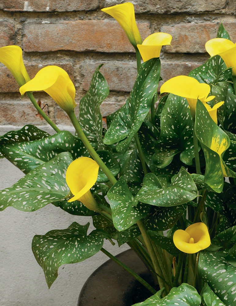 Menu Juicy Fruit Calla Collection 12 Menu Juicy Fruit Calla Collection - Image 10