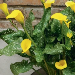 Menu Bridget's Sultry Sun Plant Trio 19 Menu Bridget's Sultry Sun Plant Trio -US Garden Plants Sales 2024 73134 3 2