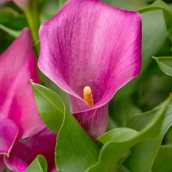 Menu Lipstick Calla Lily