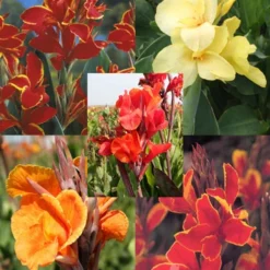 Menu Crazy For Cannas Collection