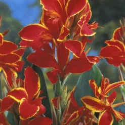 Menu Crazy For Cannas Collection 20 Menu Crazy For Cannas Collection -US Garden Plants Sales 2024 73141 crazy for cannas collection 3