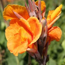 Menu Crazy For Cannas Collection 22 Menu Crazy For Cannas Collection -US Garden Plants Sales 2024 73141 crazy for cannas collection 5