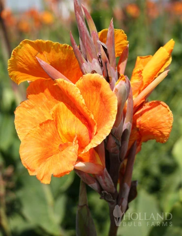 Menu Crazy For Cannas Collection 7 Menu Crazy For Cannas Collection - Image 5