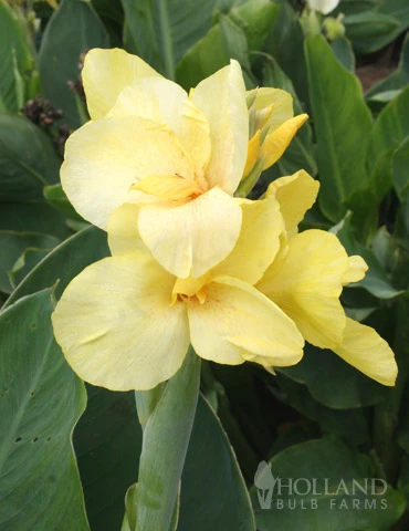 Menu Crazy For Cannas Collection 8 Menu Crazy For Cannas Collection - Image 6