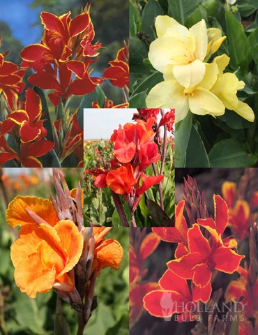 Menu Crazy For Cannas Collection 3 Menu Crazy For Cannas Collection