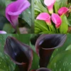 Menu Fairytale Calla Lily Collection -US Garden Plants Sales 2024 73142 2