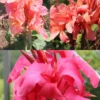 Menu Pink Canna Collection -US Garden Plants Sales 2024 73144 pink canna collection