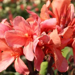 Menu Pink Canna Collection -US Garden Plants Sales 2024 73144 pink canna collection 3